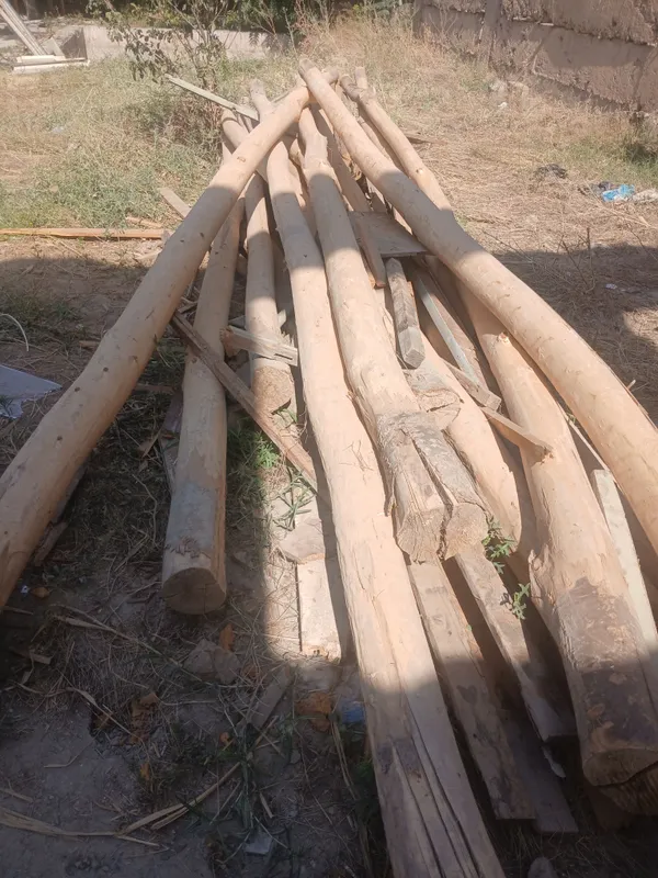 teak bolorlar