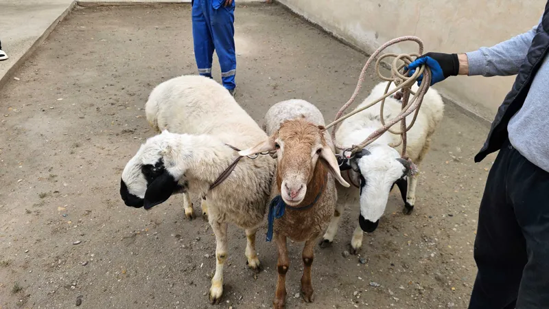 Кучкорлар (тагал барра) сотилади нархи 20 миллион 3 таси бир жойга. — фото 2