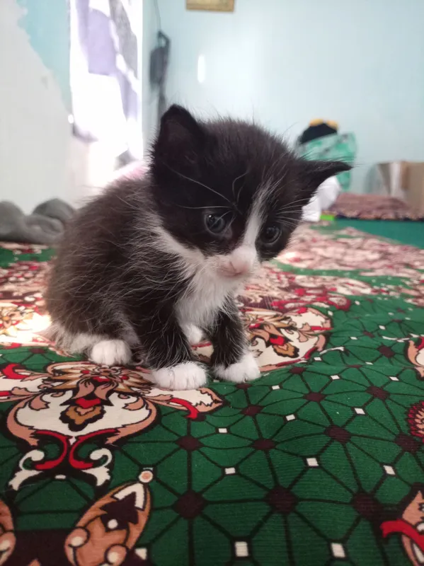 mushukcha 1 oylik sut ichadi