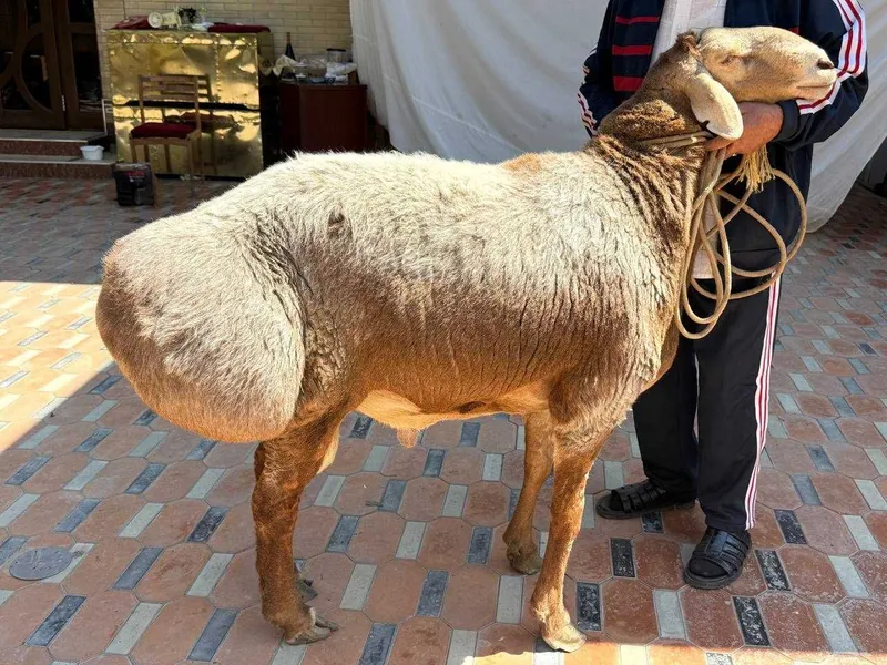 Hisori arashan qo‘ylar sotiladi 2 ta yirik — 100+ kg, zot va qurbonlik — фото 3
