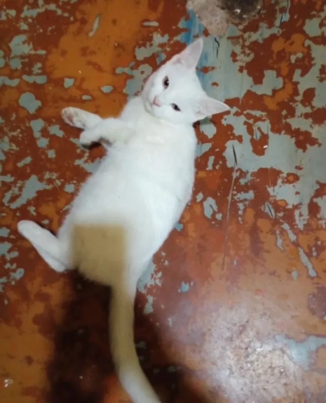 Котята наполовину вислоушки 8 Котята наполовину вислоушки 8