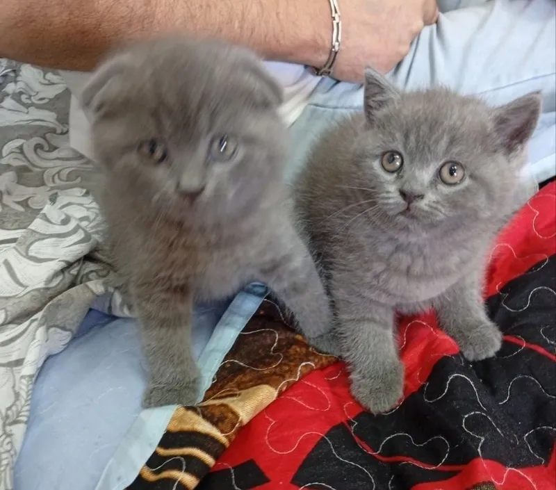 Scottish Fold va Scottish Straight mushukchalari va mushuk 1 Scottish Fold va Scottish Straight mushukchalari va mushuk 1