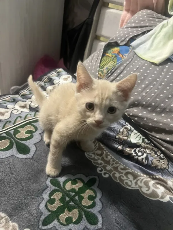 Aralash zotli mushukchalar 3 Aralash zotli mushukchalar 3