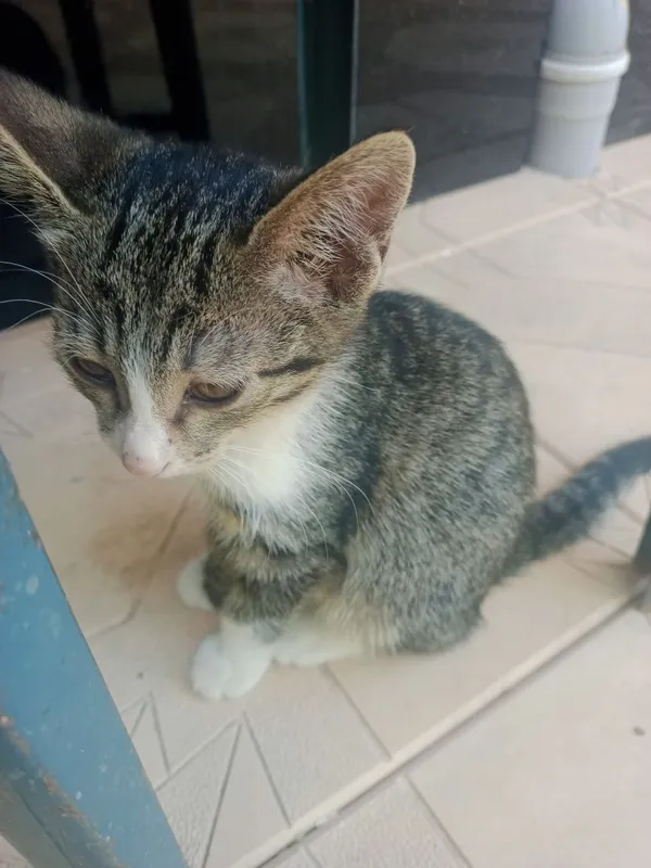 мы дарим красивых котят. Кошки 3 мы дарим красивых котят. Кошки 3