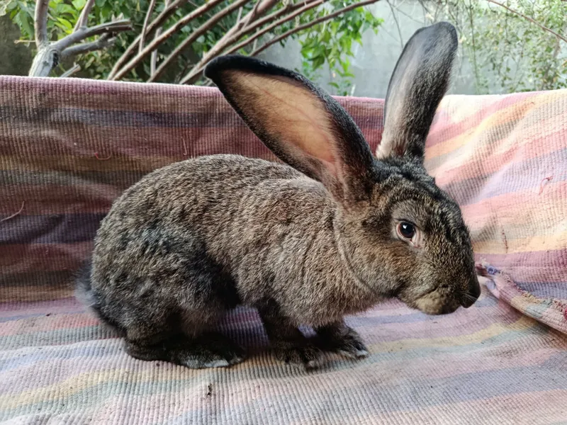 К,уйон самест сотилади — фото 1