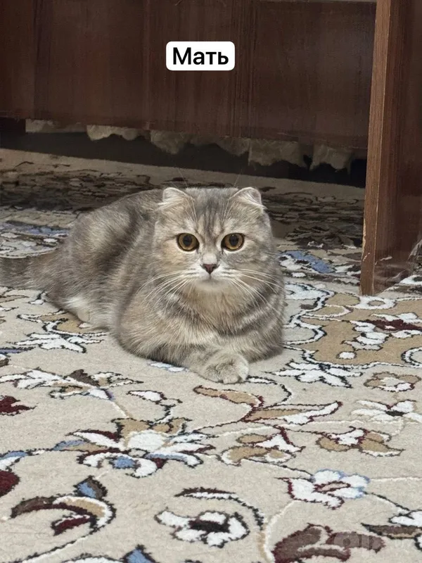 Shotlandiya osilgan quloqli / oltin shinshilla 3 Shotlandiya osilgan quloqli / oltin shinshilla 3