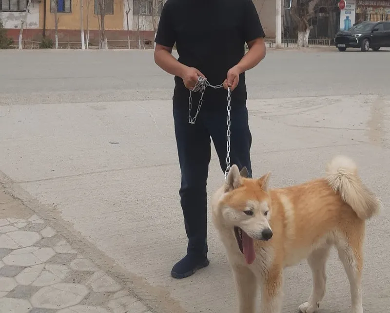 Ит сатилади акита — фото 1
