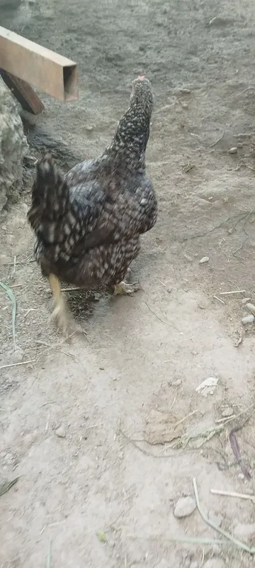 Brama tovuqlari sotiladi 1 Brama tovuqlari sotiladi 1