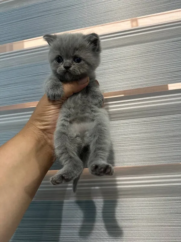 Scottish Fold mushuk — фото 5