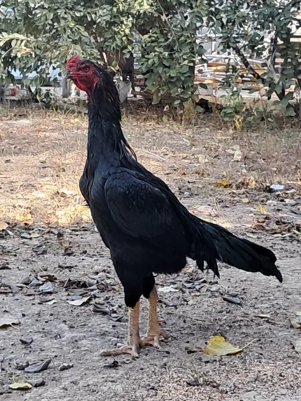Kareya qora xo'roz sotiladi