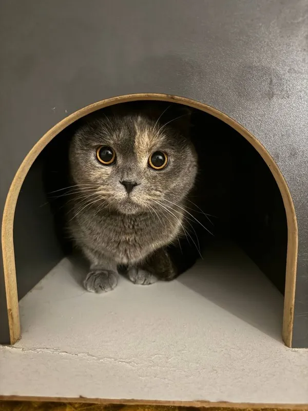 Кошка короткашерстая пародистая
