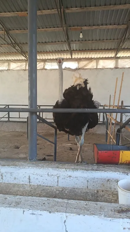 2 ta Tuyaqush sotiladi 2 2 ta Tuyaqush sotiladi 2