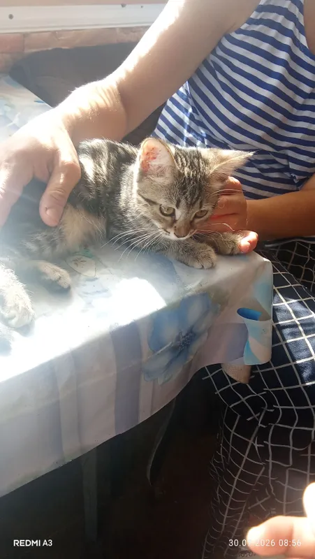 катенок скотиш фолд девочка 3