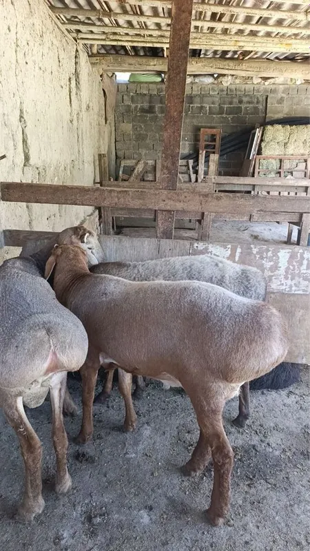 Qochqorlar sotiladi hali barra 3