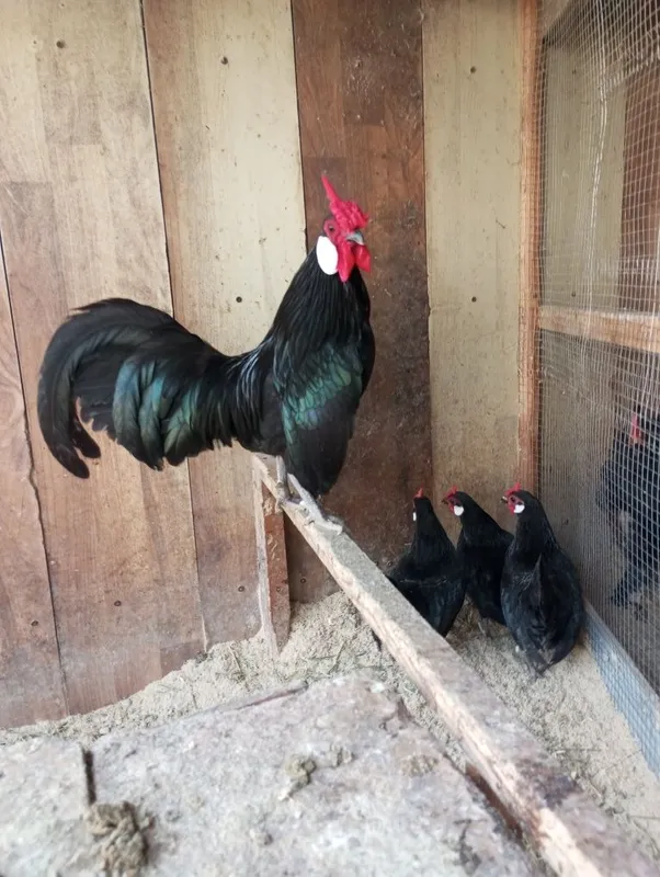 Bentam Sebirak jo'jalari tuxumlari sotuvda — фото 2
