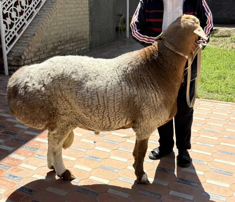 Hisori arashan qo‘ylar sotiladi 2 ta yirik — 100+ kg, zot va qurbonlik — фото 1
