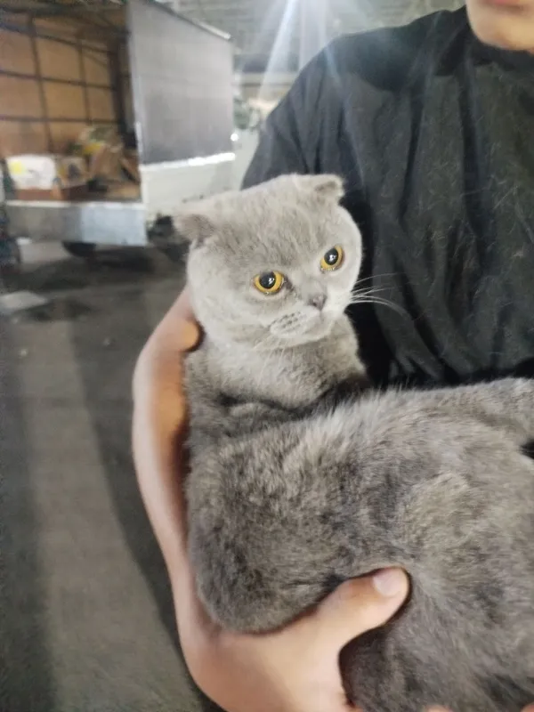 Шотландская кошка