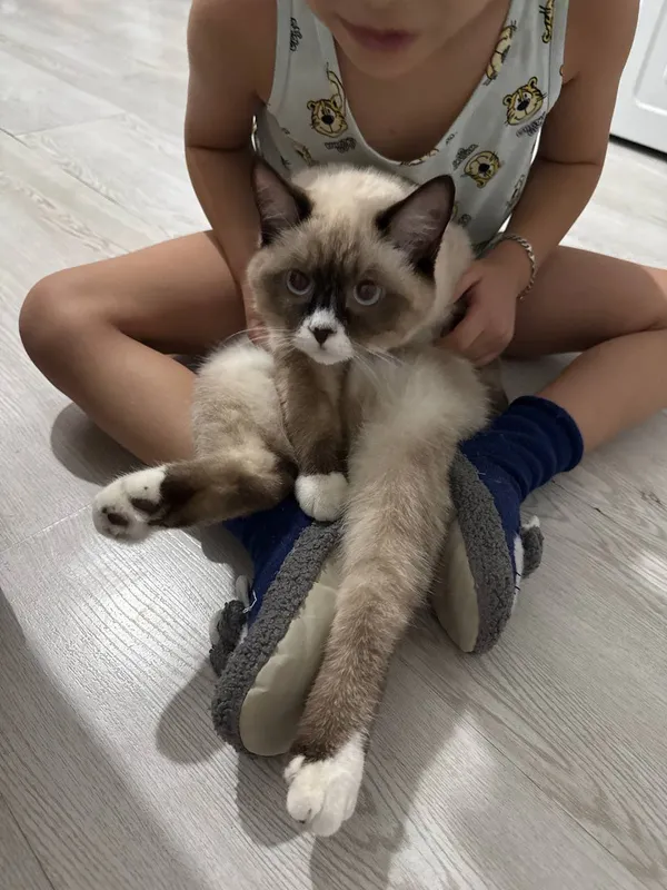 кошка 2