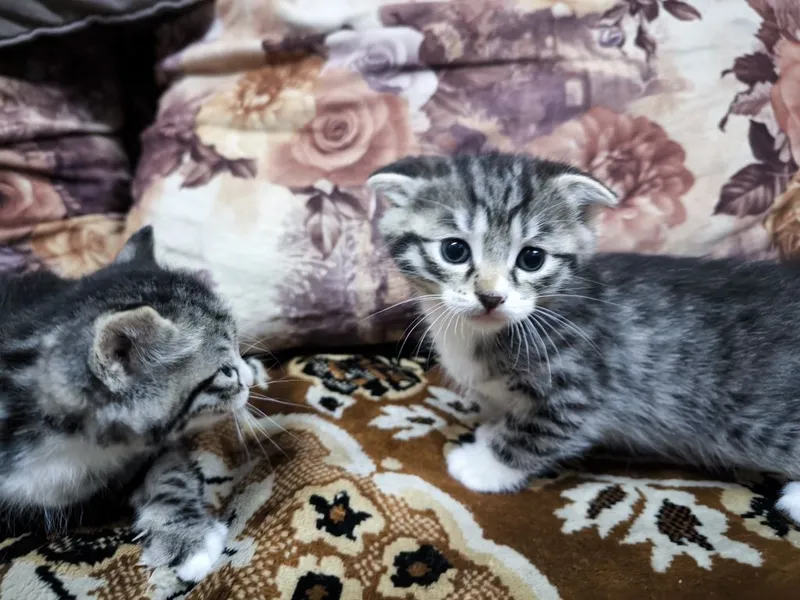 Котята вислоухие Скоттиш-фолд (вислоухие) и скоттиш-страйт (прямоухие — фото 2