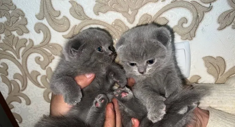Британские котята 3 Британские котята 3