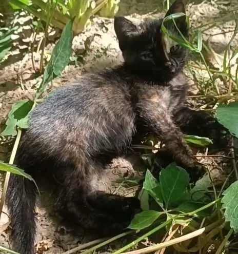 Котята в добрые руки! — фото 1