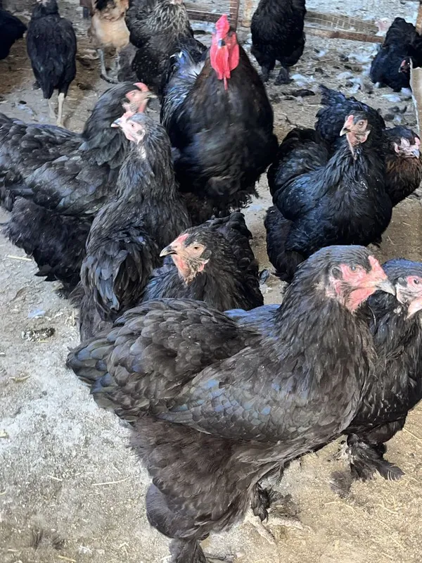Birama tovuq xòrozlar sotiladi 3 Birama tovuq xòrozlar sotiladi 3