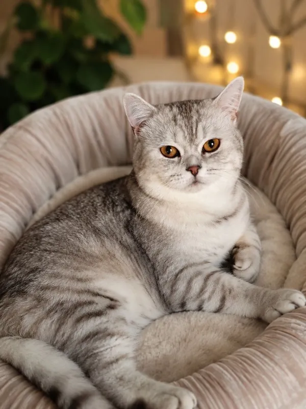 Продаётся британский кот Шикарный серебристый британец ищет заб