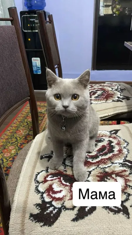 Продаётся котята — фото 6