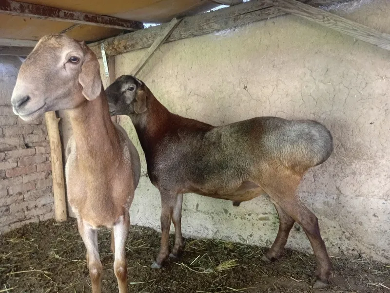 Qoʻchqorlar sotiladi