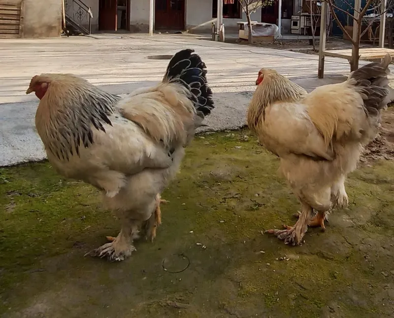 Zotli xòroz yoshga tòlmagan