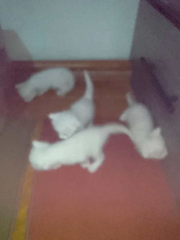 Qoni toza mushuk bolalari sotiladi 3 Qoni toza mushuk bolalari sotiladi 3