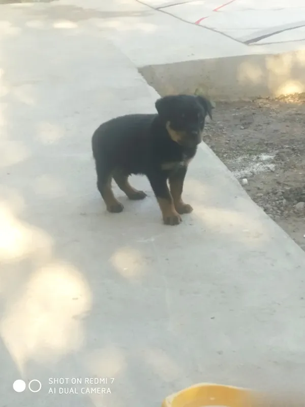 Zotdor rotveyler kuchukchasi 5 Zotdor rotveyler kuchukchasi 5