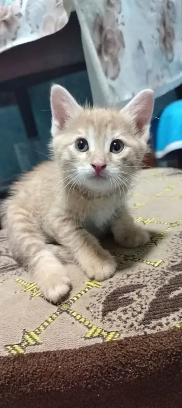 Домашний котёнок мальчик 3 Домашний котёнок мальчик 3