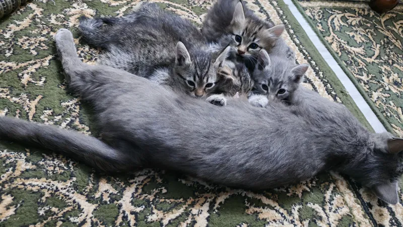 Продаются котята. Мушукчалар сотилади 4 Продаются котята. Мушукчалар сотилади 4