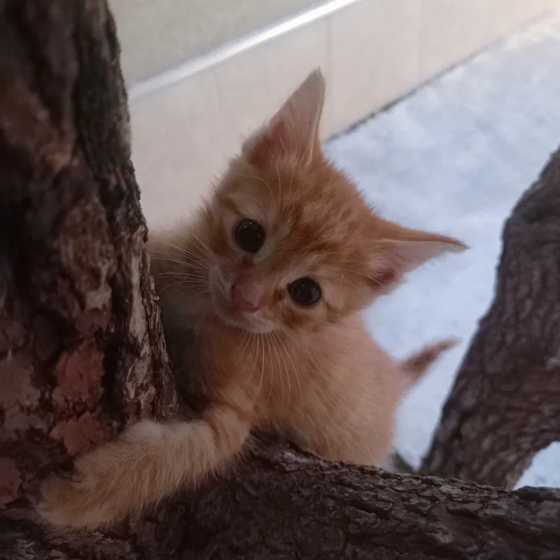 Mushuklar sutish 1 Mushuklar sutish 1