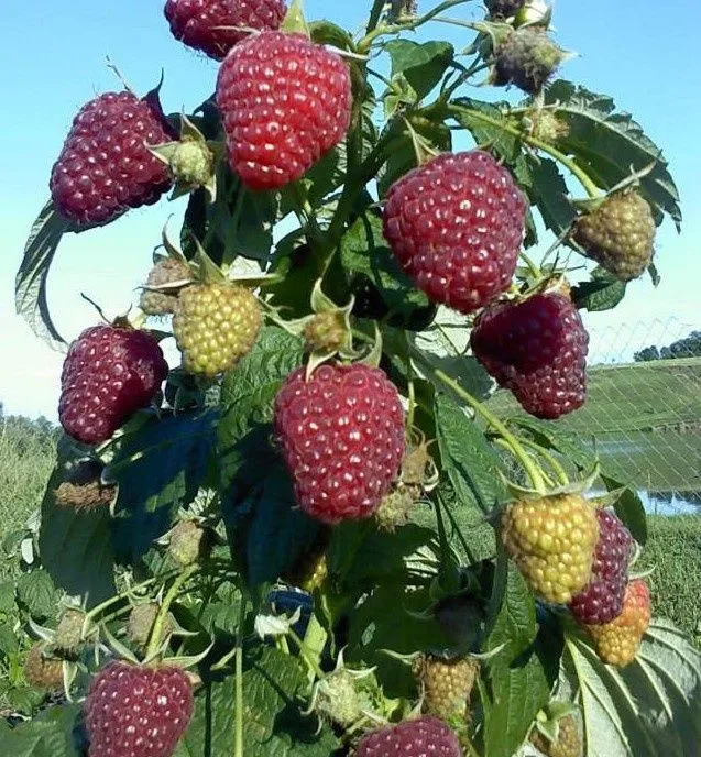 Malina Primum yrik sorti polka продам малины В примум классе полка 1 Malina Primum yrik sorti polka продам малины В примум классе полка 1
