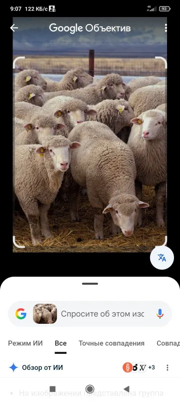 Qassob xizmati xalol soyish
