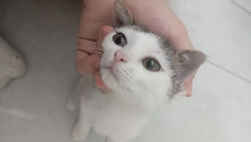 Котенок девочка 2 месяца 2 Котенок девочка 2 месяца 2