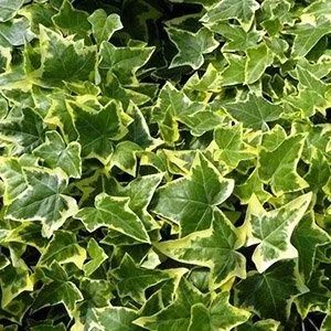 Плющ вариегатный (Hedera helix variegata) — 25 см