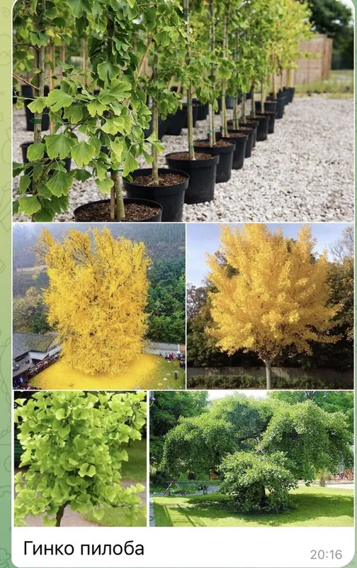 ginko biloba kochati — фото 2