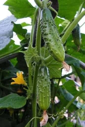 Qishloq xojaligi mahsulotlari — фото 1