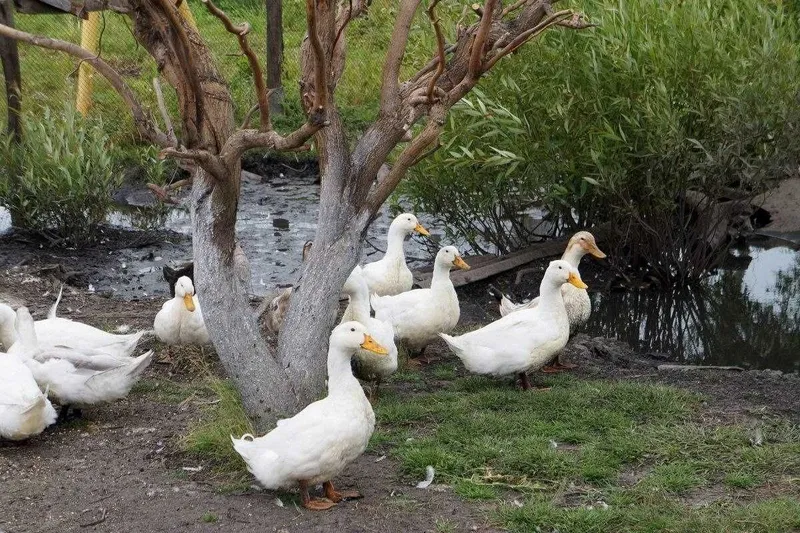 Pekin o'rdaklari sotiladi.
