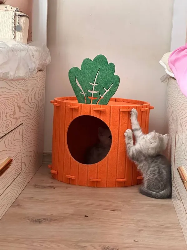 Продается котята породы шиншила 6