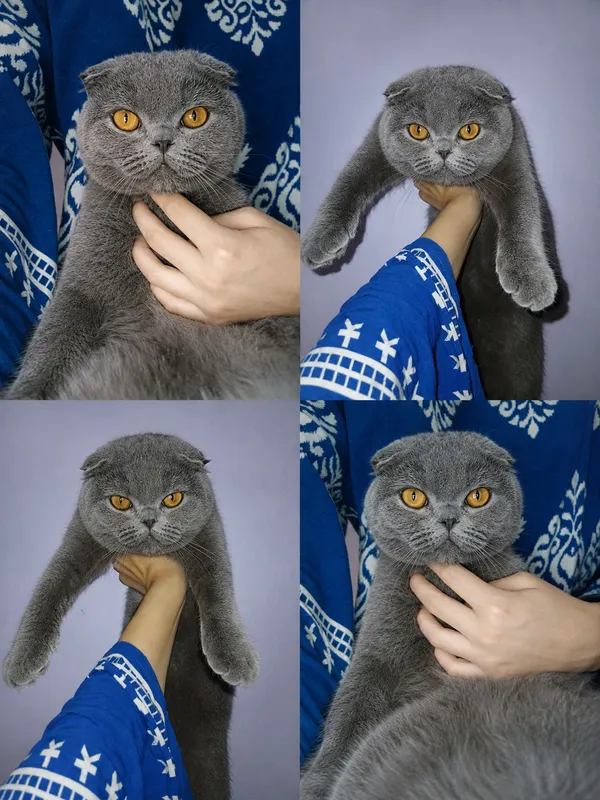 Возьму кошку на вязку 1 Возьму кошку на вязку 1