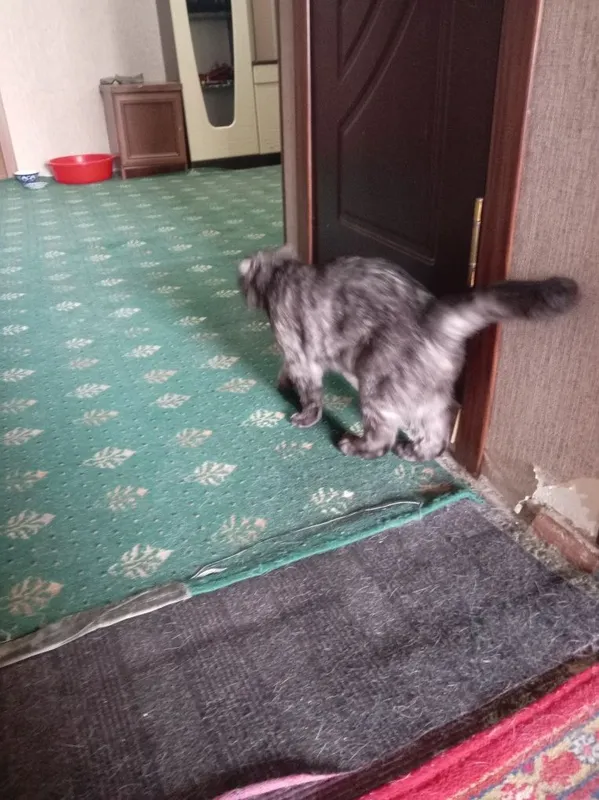 Киска мерлин с пародистим — фото 4