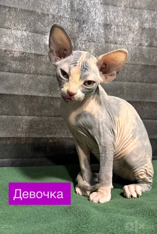 Сфинксы котята... 4 Сфинксы котята... 4