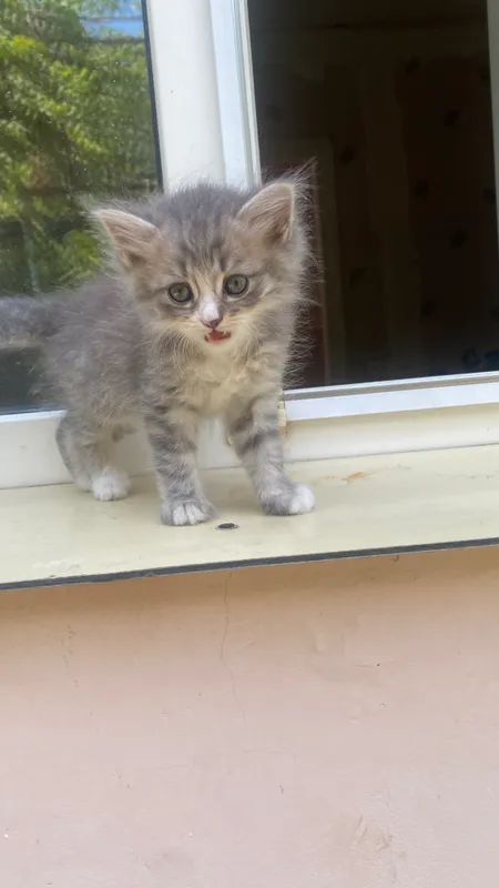 Siberian cat — фото 1