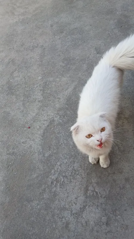 Mushuk kafolat bilan