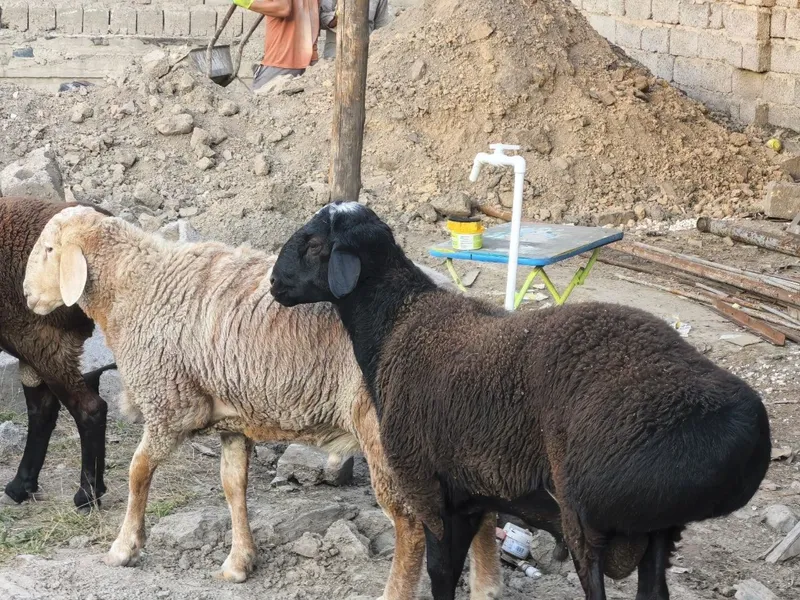 Qochqolar sotiladi baquvat toza yem bilan boqilgan semiz — фото 1