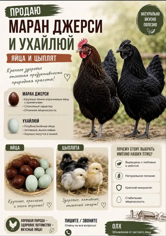 Маран Ухейилюй товук тухумлари жожалари сотилади 2